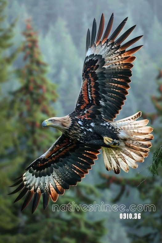 Wings of Majesty Canvas